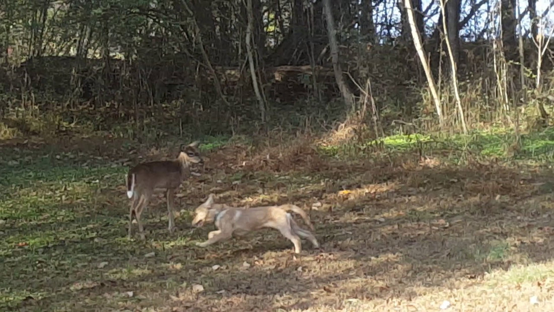 This Adorable Pup Just Met Her New Best Friend - A Baby Deer!