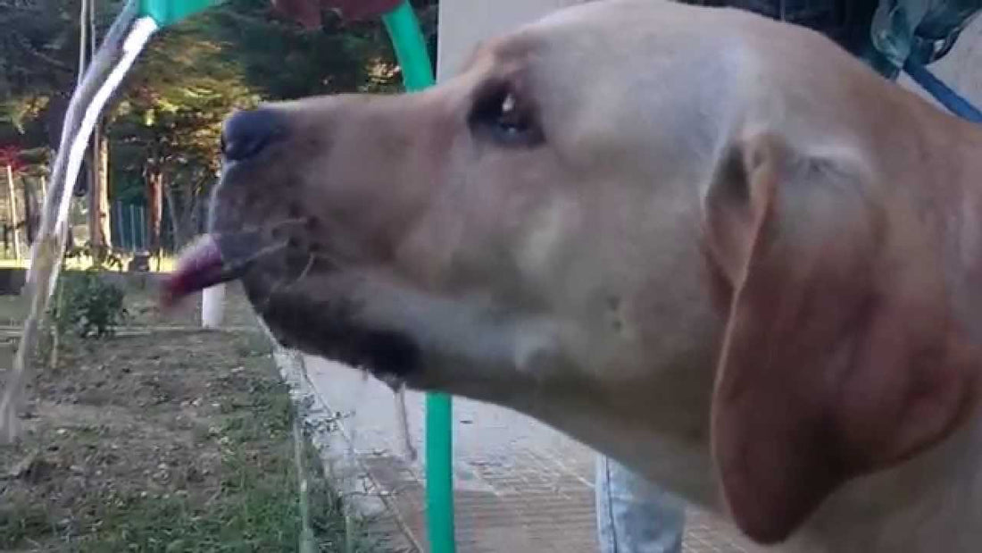 This Adorably Cute Labrador Drinking Water In Slo-Mo Is The Best Thing You'll See Today!