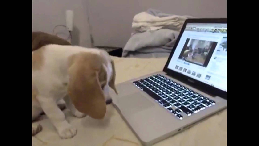 This Beagle Decided To Spend His Time Wisely...On YouTube! #BeagleKnowledge!