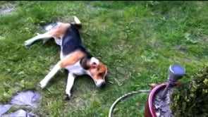 This Beagle Has A New Way Of Drying After A Bath And It's Hilarious!