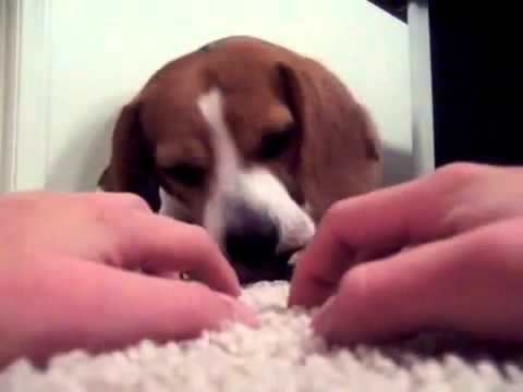 This Beagle Is In The Mood To Play! Doesn't Matter What Time! Just Play! You're It!