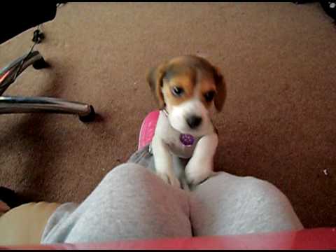 This Beagle Is Known for Her Famous Head Tilt! When You See It, You'll Try It!