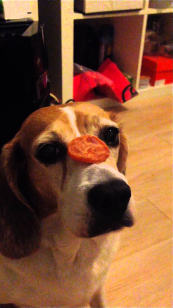 This Beagle Is Learning Self Control By Placing A Delicious Cookie On Her Muzzle! Look At Those Eyes!