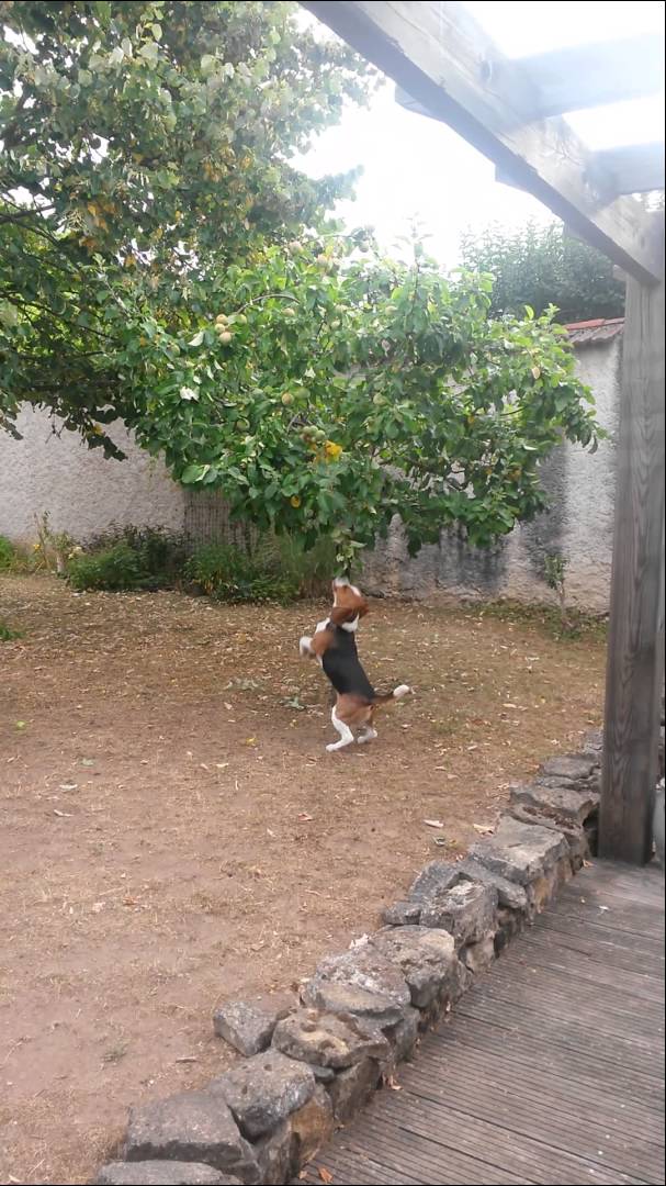 This Beagle Is Trying To Be More Human Than You! He Is Training To Be An Apple Picker!