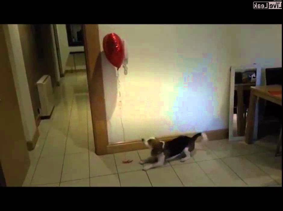 This Beagle Just Has One Agenda - To Bite The Balloon, But It's Not Very Easy!