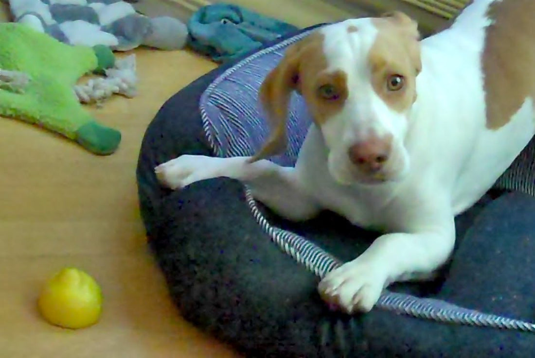 This Beagle Just Tasted Lemon And He's Going Nuts! Watch How The Lemon Gives Him Jitters!