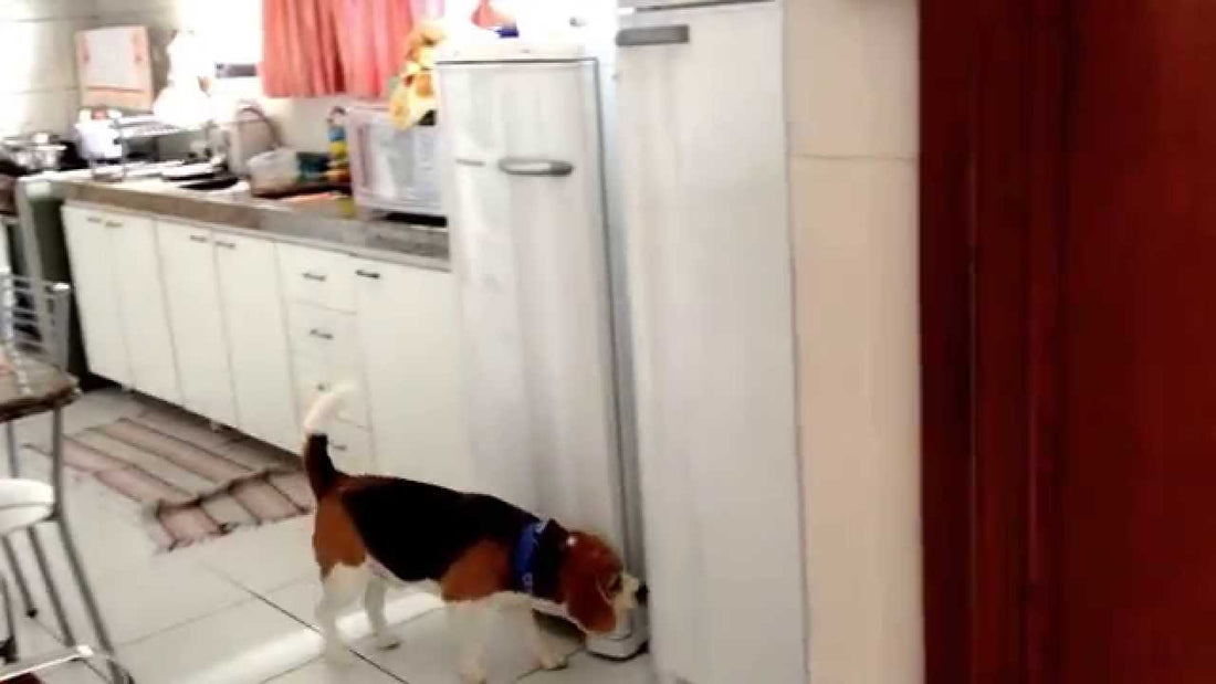 This Beagle Knows That If Food Is Not On The Table, It's Definitely HERE! #CheekyMaster!