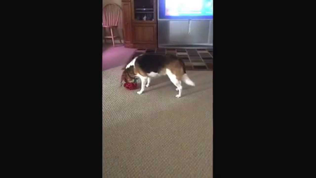 This Beagle Probably Eats Too Fast So Her Person Decides To Challenge Her! #ICanDoIt!