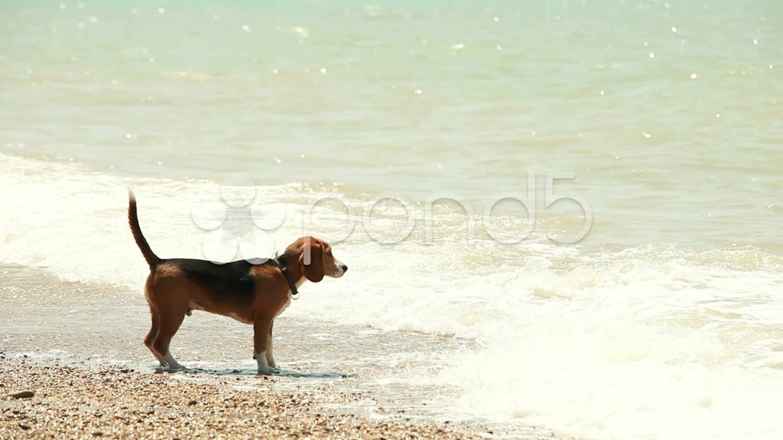 This Beagle Wants To Swim But There's Just One Problem - Waves! #GoAwayWaves!