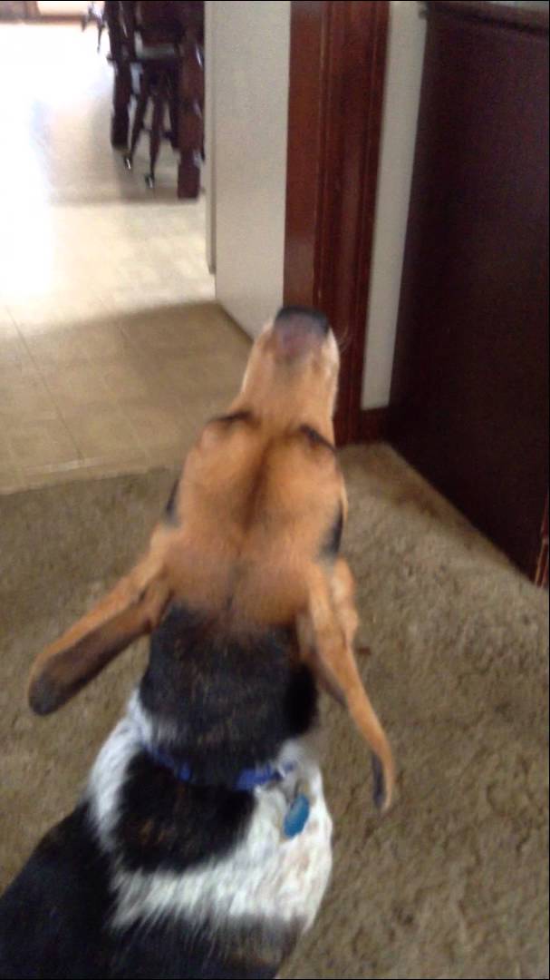 This Beagle Was Told He Could Be Anything So He Became A Singer! LOL