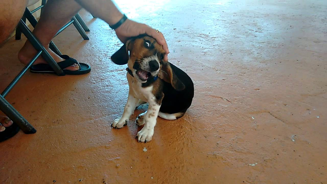 This Beagle's Name May Be Zeus, But He's A Tiny Adorable Bundle Of Furry Joy! See Him Train!