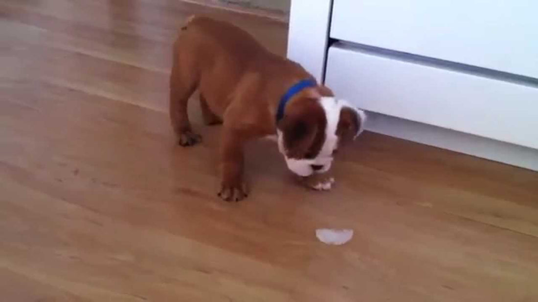 This Bully Playing With an Ice Cube Is the Cutest Thing Ever!