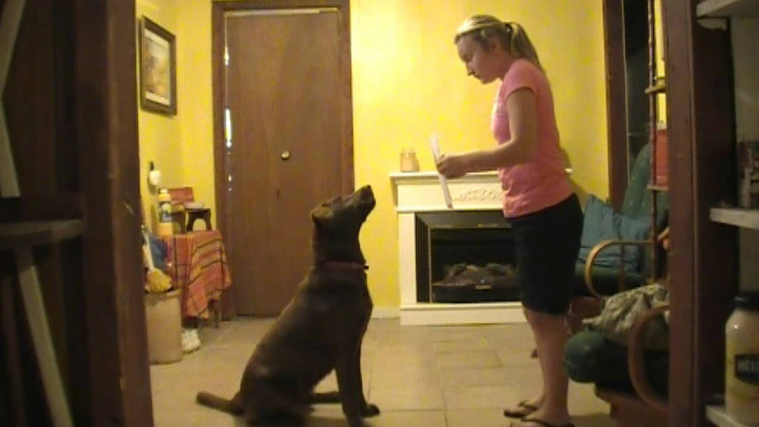 This Chocolate Lab Knows Some Amazing Tricks!