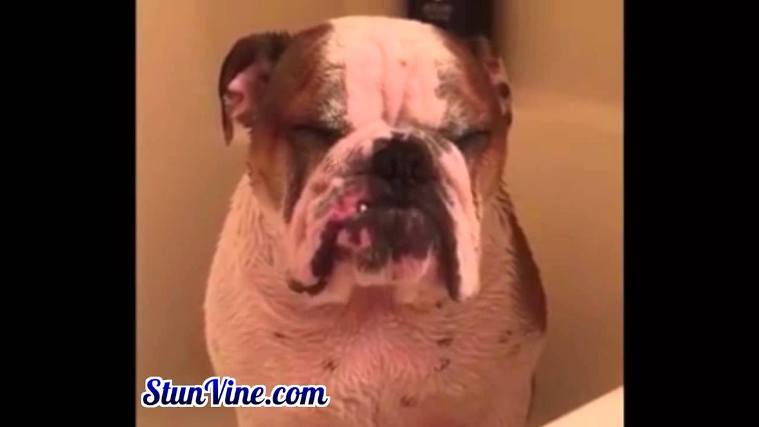 This Cute And Cuddly English Bulldog Pup's Expression During Bath Time Is Epic!