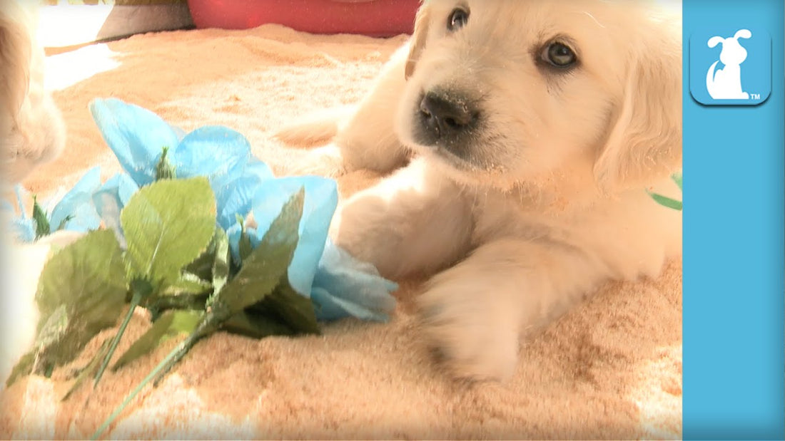 This Cute And Fluffy Golden Retriever Pup Loves Flowers So Much That I Just Want To Be One!