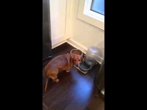 This Dachshund Is Determined To Guard His Food! Come What May, You Shall Not Touch It!