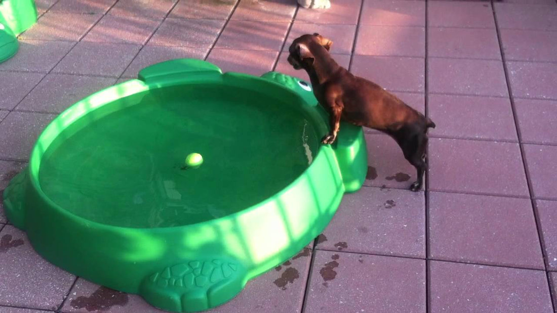 This Dachshund Is Determined To Get Her Ball Out Of The Pool, But How?! #SneakyBall!