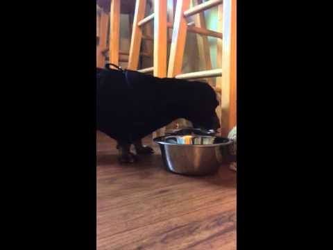 This Dachshund Is Having Lunch And Is Enjoying Every Bit Of It!