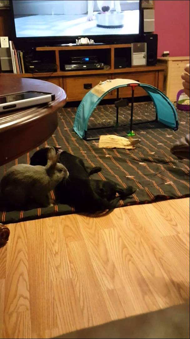 This Dachshund Is Minding His Own Business, But The Rabbit Wants Him To Play!