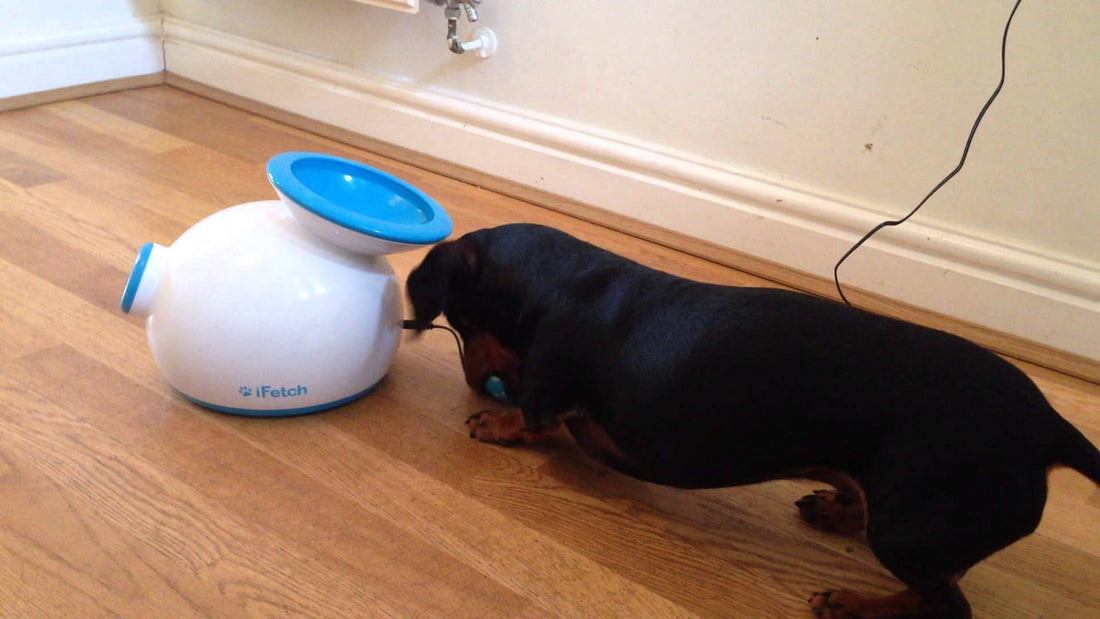 This Dachshund Is So Happy Playing By Himself That I'm Jealous! One-Dog Fetch!