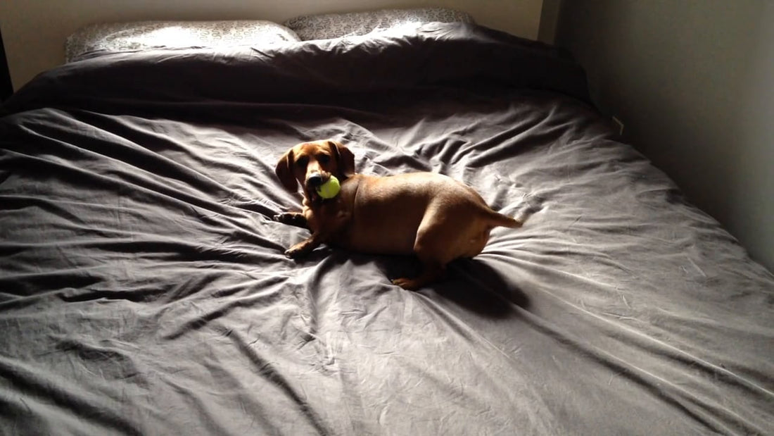 This Dachshund Knows That If There's One Place To Play, It's On Her Person's Bed!