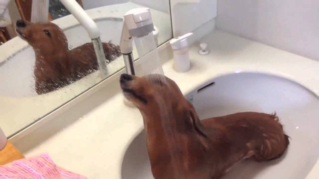 This Dachshund Makes Bath Time Look So Easy and Sweat Free! #WishItHappenedOften!