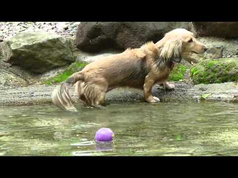 This Dachshund Pup's Ball Fell In The Middle Of The Pond, Watch What She Does!
