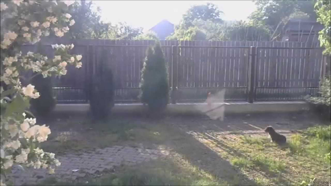 This Dachshund Time Lapse Video Is The Best Thing You'll See Today! #We'reActive!