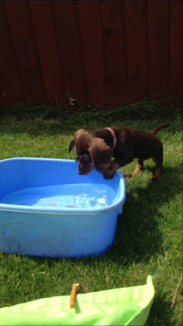 This Dachshund Wants To Make Sure That The Water's Safe Before She Climbs In #LookBeforeYouLeap!