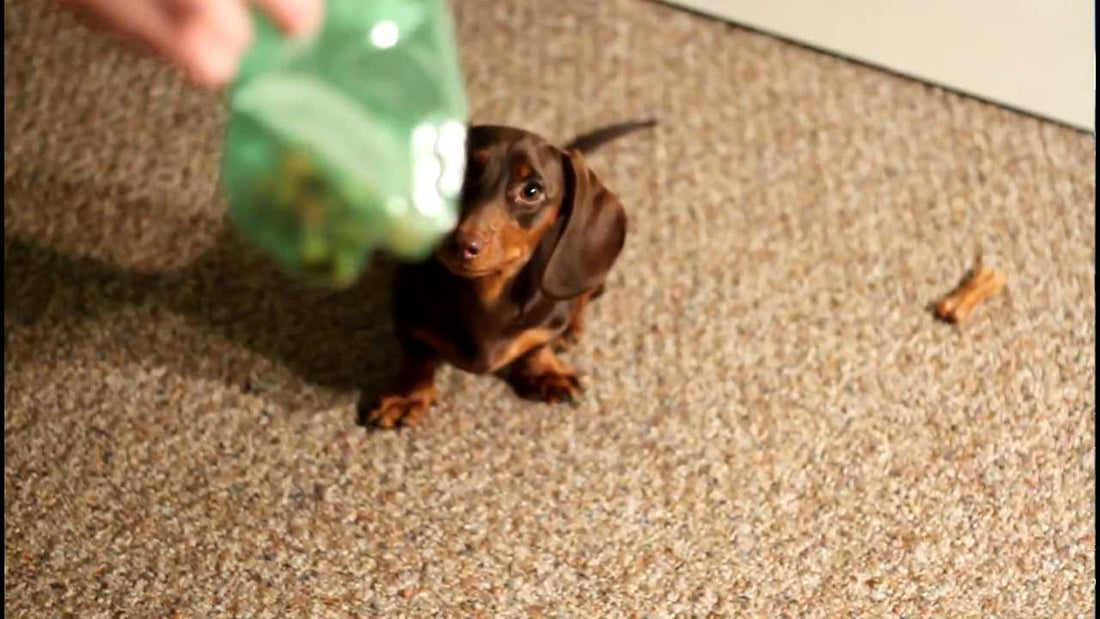 This Dachshund’s Favorite Game With His Mom Is Adorable!