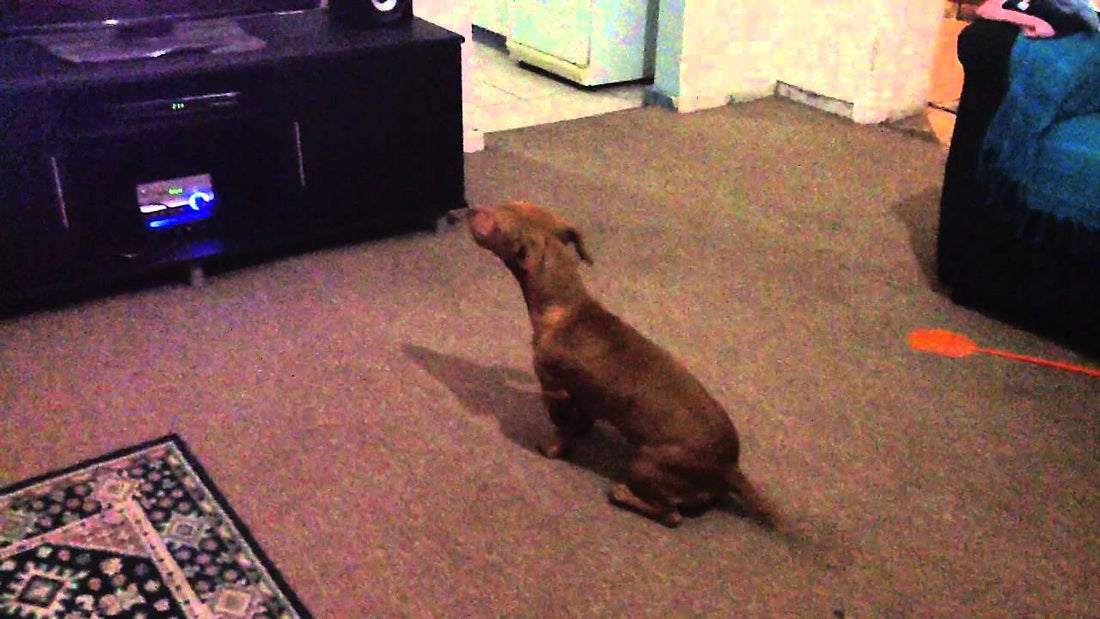 This Dachshund's Reaction When The 7de Laan Tune Starts Playing Is Priceless!