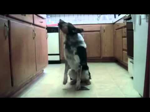 This Dog Does Tricks We Didn't Know Dogs Could Do!