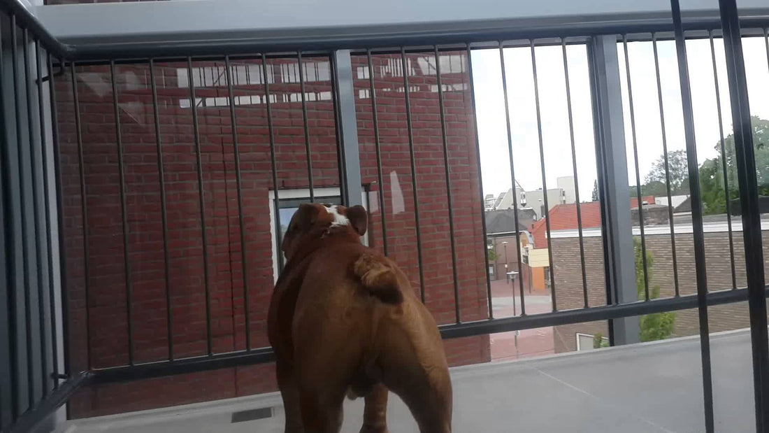 This English Bulldog Climbs These Many Stairs Just for A Scratch?! Now That's Determination!