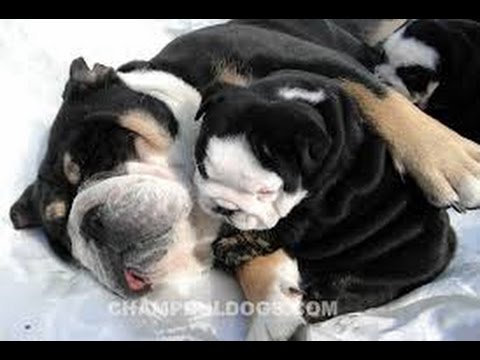 This English Bulldog Compilation Is The Best Thing You'll See Today! In Less Than 30 Seconds You LOL!