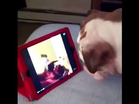 This English Bulldog Doesn't Need Your Help To Operate An....iPad?! #LikeABoss!