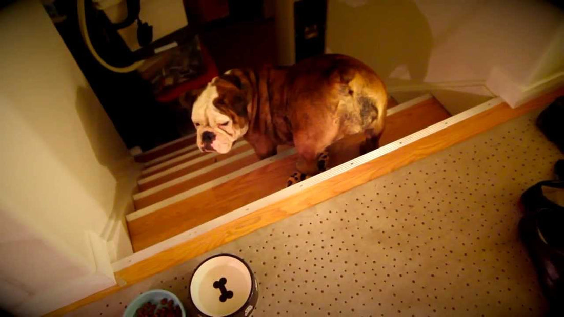 This English Bulldog Has Learned A New Way Of Climbing Up The Stairs! And It's Hilarious!