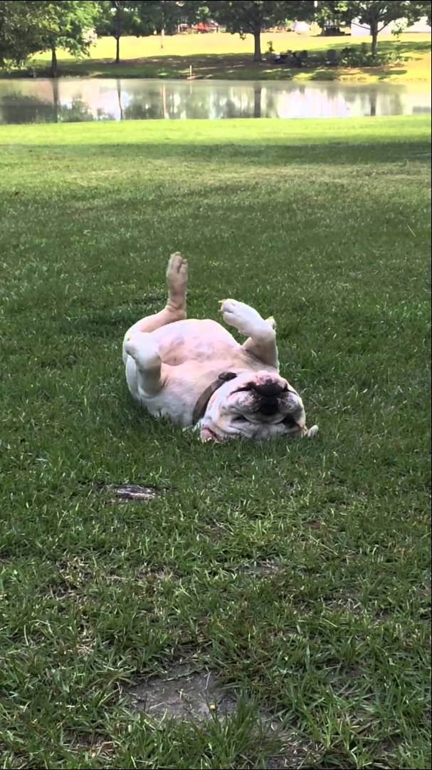 This English Bulldog Is In Love With The Green Grass! Look At Him Scratching!