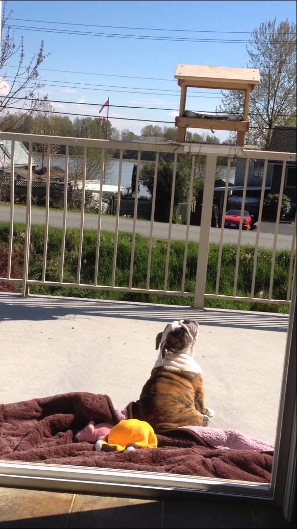 This English Bulldog Is More Human Than You! Knows The Importance Of Fresh Air, Sunlight...And Birds?!