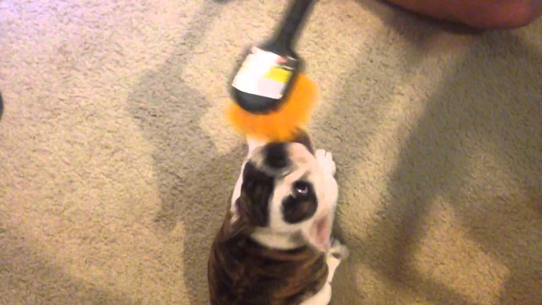 This English Bulldog Is So In Love With This That I Just Want To See Her All Day Long! Aww!!!