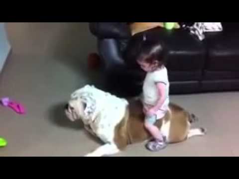 This English Bulldog Is The Best Pet In The World! See How Patient And Lazy He Is! LOL