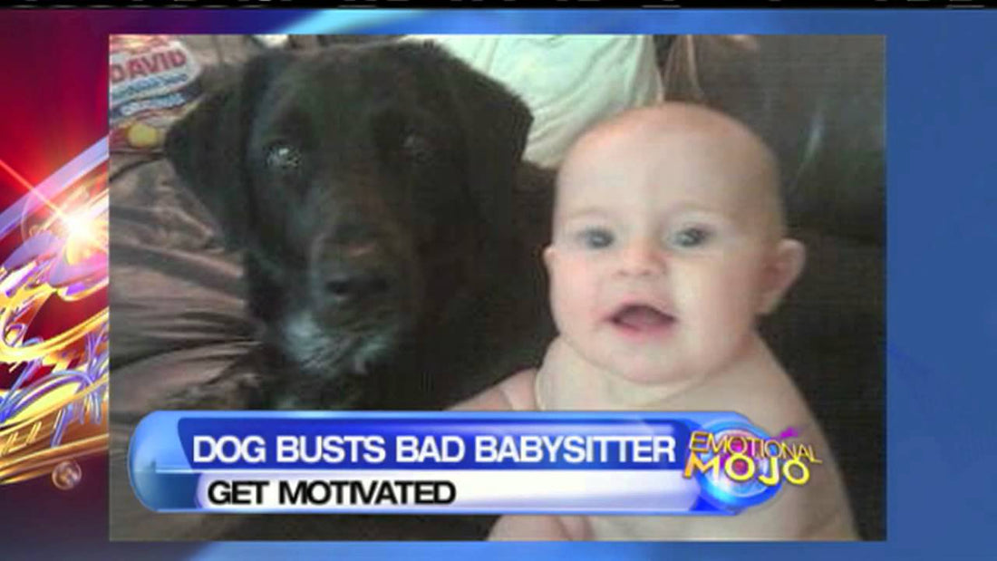 This Family Dog Busted An Abusive Babysitter! #Hero