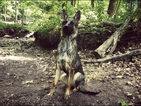 This German Shepherd Could Tell That The 'Stick' Was Drowning. Time To Rescue It! #HeroRescue!