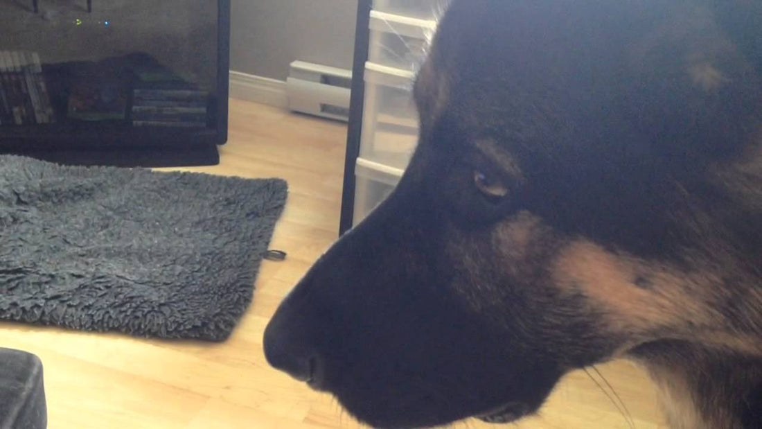 This German Shepherd Didn't Want To Be The Only One Not Howling!