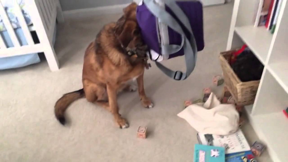 This German Shepherd Gets Caught, See Her Reaction When Her Person Approaches Her!