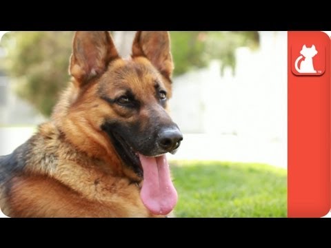 This German Shepherd Had Lost So Much That When She Gained This, I Cried