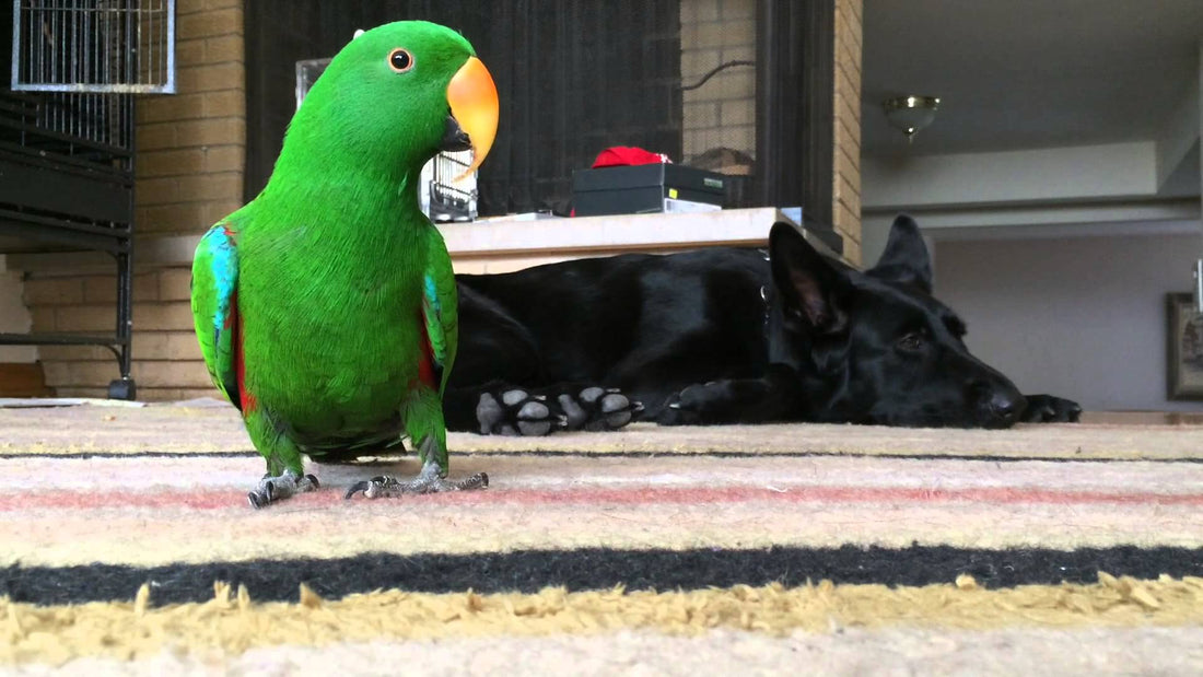 This German Shepherd Has An Unusual Friend! Meet Coco...A Parrot?! Wowwie!