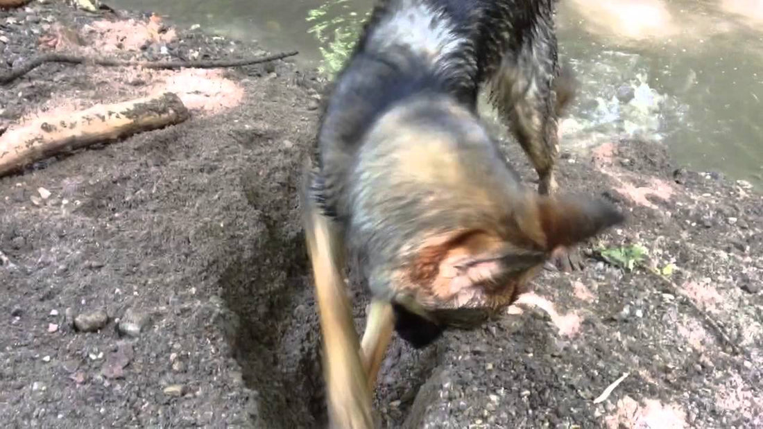 This German Shepherd Is Convinced That There's A Treasure Buried Deep Somewhere Here! #GetRichQuick