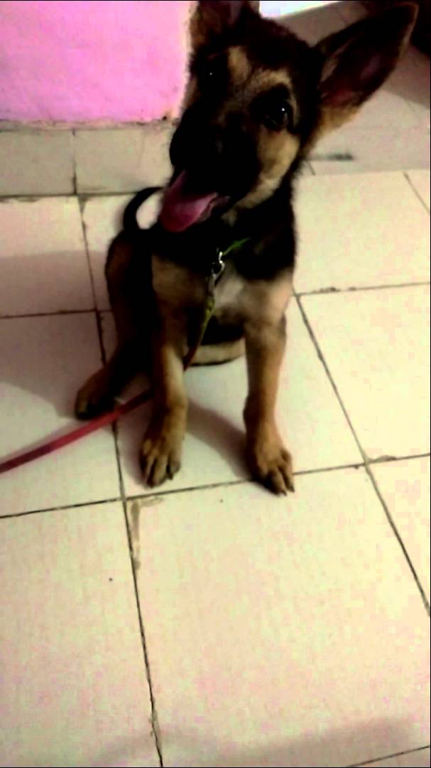 This German Shepherd Is Head Tilting Like There's No Tomorrow!