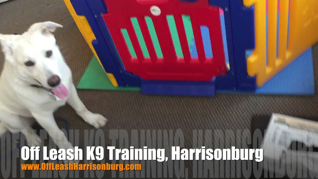 This German Shepherd Is Learning Door Manners! #EasyPeasy!