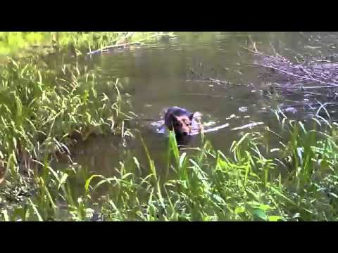 This German Shepherd Is Swimming In The Most Dangerous Of Places. It Can Kill.